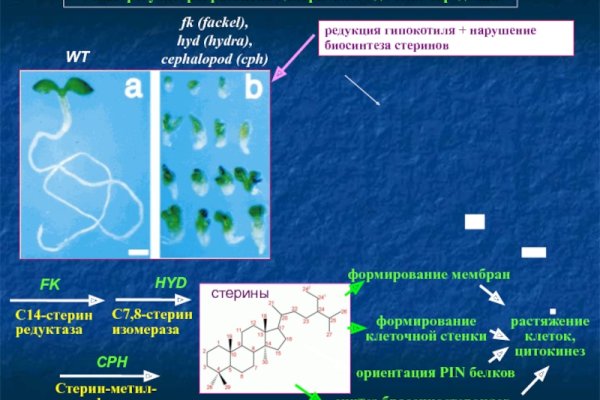 Kraken рабочее зеркало