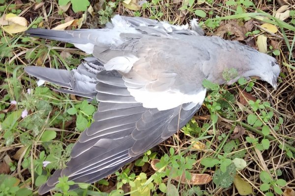 Что такое кракен маркетплейс курительный смесс