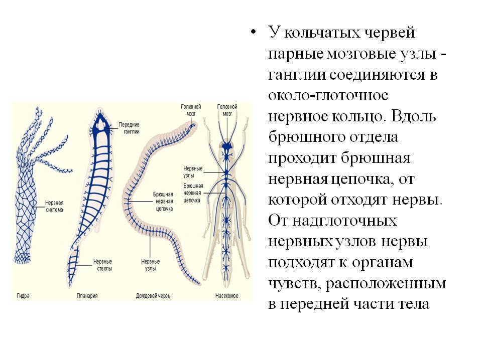 Kraken оригинальная ссылка